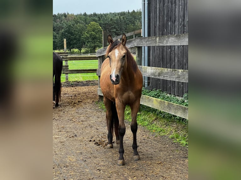 American Quarter Horse Castrone 2 Anni 155 cm Pelle di daino in Freihung - Thansüß