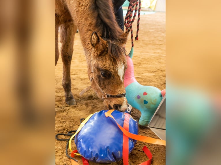 American Quarter Horse Castrone 2 Anni 155 cm Pelle di daino in Freihung - Thansüß