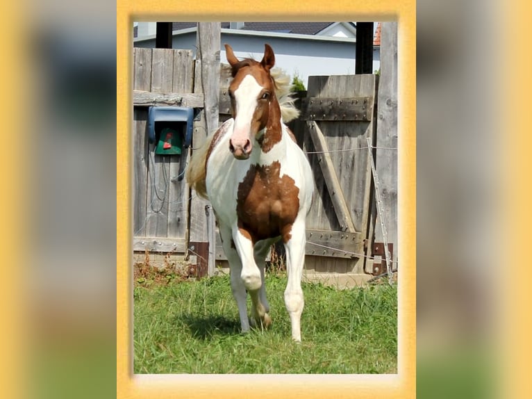 American Quarter Horse Mix Castrone 2 Anni 155 cm Pezzato in Pfaffenhofen an der Roth