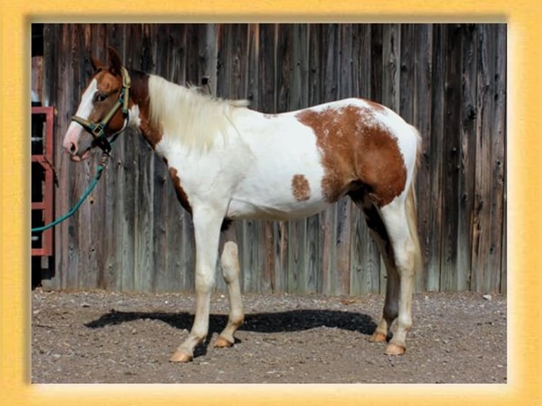 American Quarter Horse Mix Castrone 2 Anni 155 cm Pezzato in Pfaffenhofen an der Roth