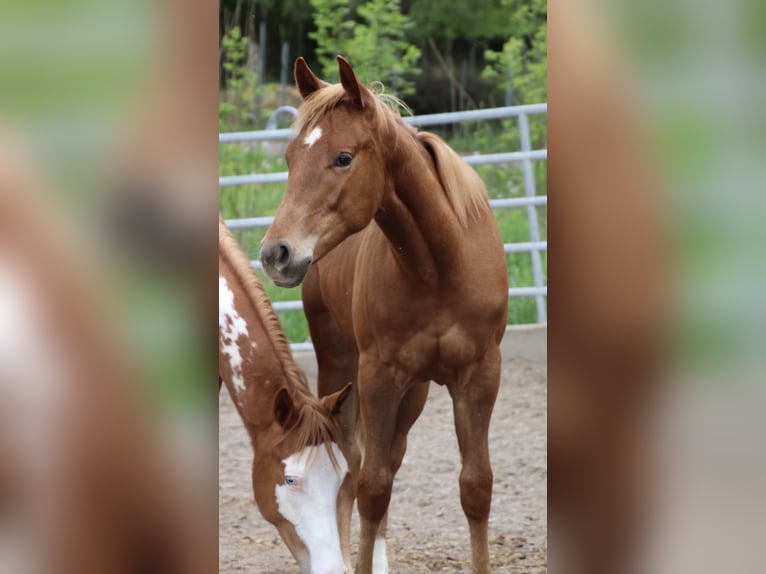 American Quarter Horse Castrone 2 Anni 155 cm Sauro in Schwarzach