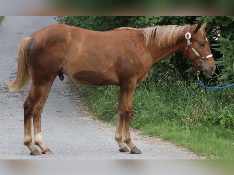 American Quarter Horse Castrone 2 Anni 155 cm Sauro in Schwarzach