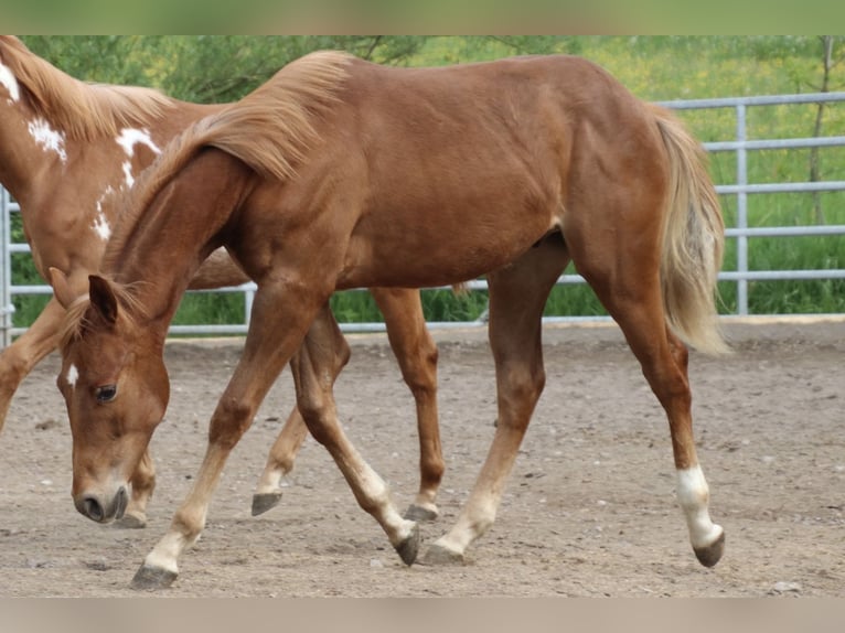 American Quarter Horse Castrone 2 Anni 155 cm Sauro in Schwarzach