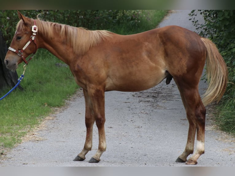 American Quarter Horse Castrone 2 Anni 155 cm Sauro in Schwarzach