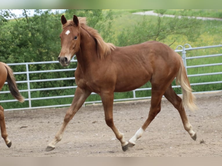 American Quarter Horse Castrone 2 Anni 155 cm Sauro in Schwarzach