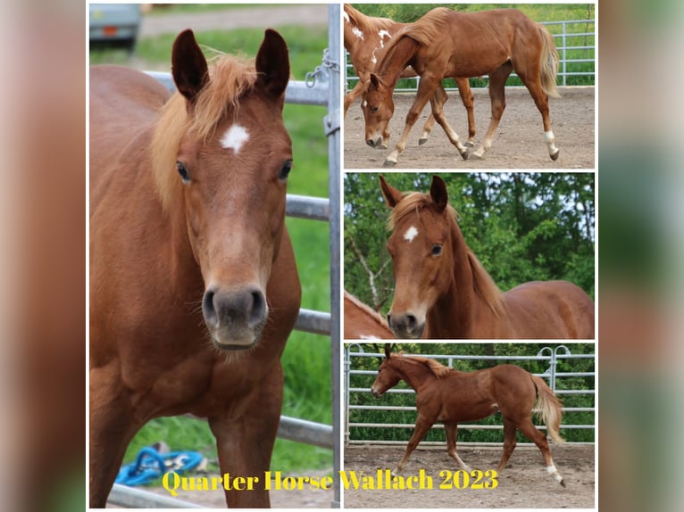 American Quarter Horse Castrone 2 Anni 155 cm Sauro in Schwarzach