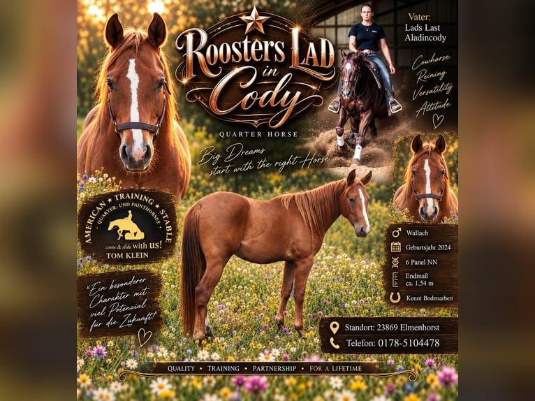 American Quarter Horse Castrone 2 Anni 155 cm Sauro in Elmenhorst