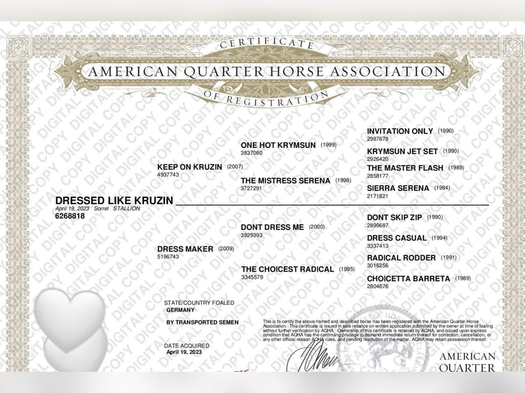 American Quarter Horse Castrone 2 Anni 156 cm Sauro in Freiburg im Breisgau