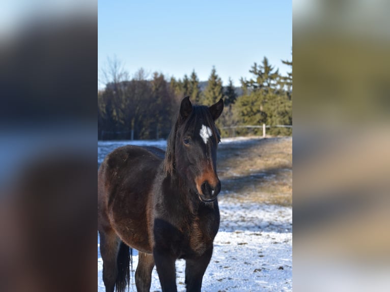 American Quarter Horse Mix Castrone 2 Anni 157 cm Baio nero in Pfronten