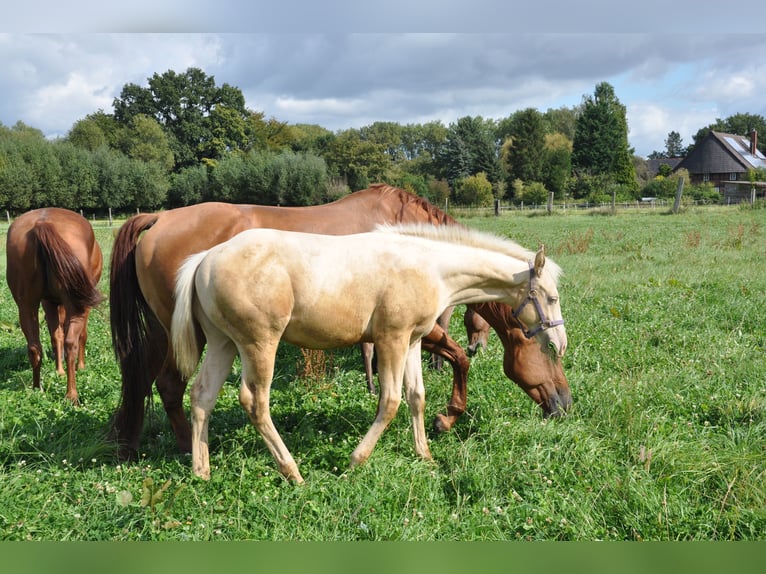 American Quarter Horse Castrone 2 Anni 158 cm Champagne in Bückeburg Evesen