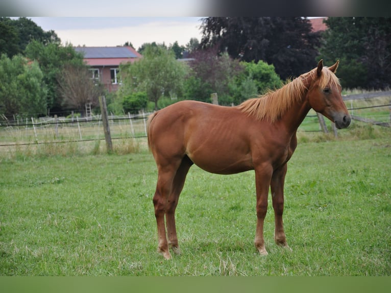 American Quarter Horse Castrone 2 Anni 158 cm Sauro in Bückeburg Evesen