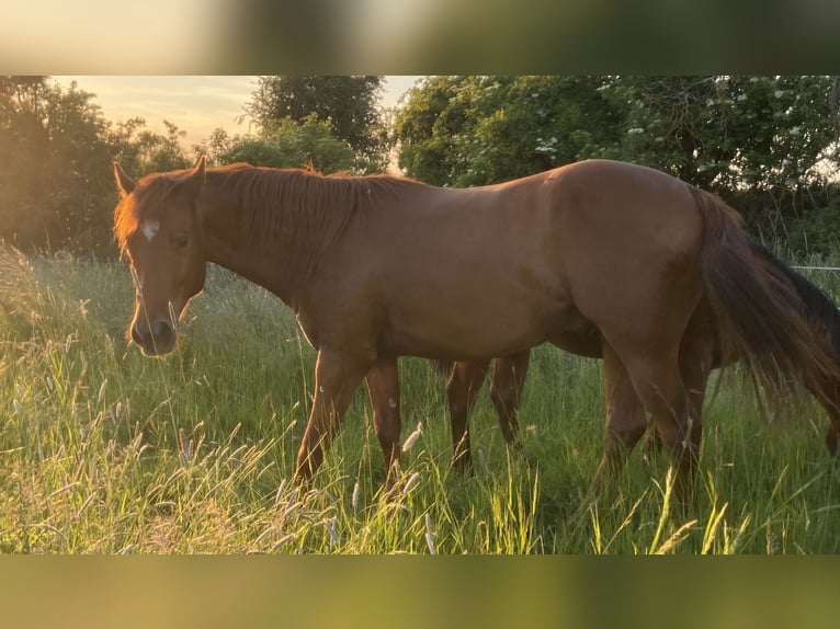 American Quarter Horse Castrone 2 Anni 158 cm Sauro scuro in WachtbergWachtberg