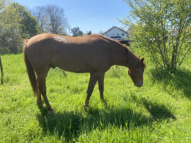 American Quarter Horse Castrone 2 Anni 158 cm Sauro scuro in WachtbergWachtberg