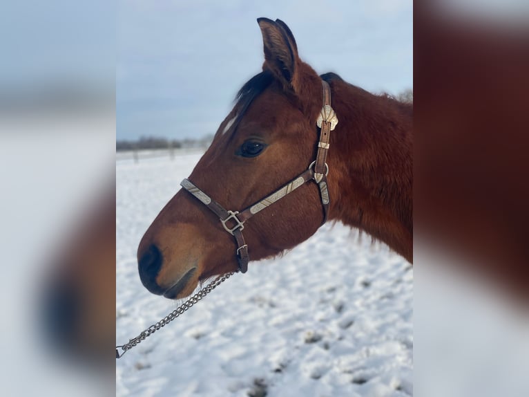 American Quarter Horse Castrone 2 Anni 160 cm Baio in Scheeßel