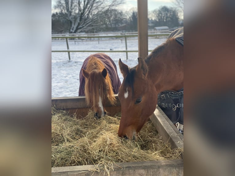American Quarter Horse Castrone 2 Anni 160 cm Baio in Scheeßel