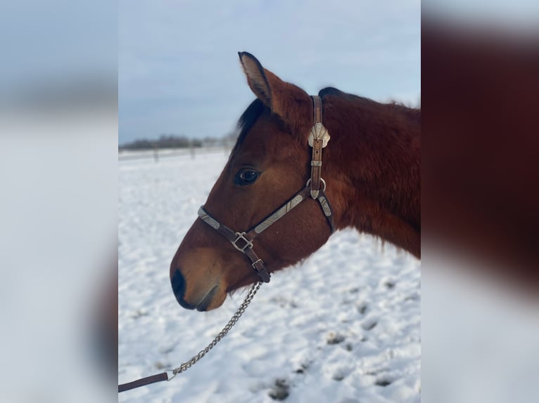 American Quarter Horse Castrone 2 Anni 160 cm Baio in Scheeßel
