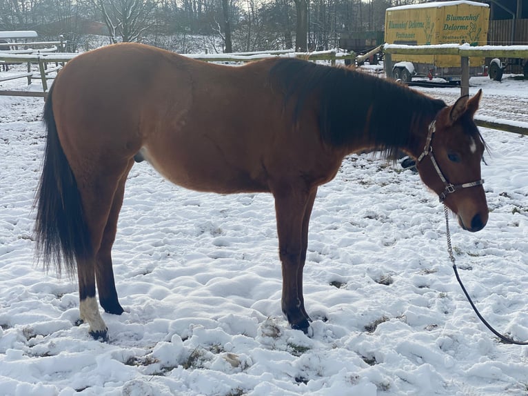 American Quarter Horse Castrone 2 Anni 160 cm Baio in Scheeßel