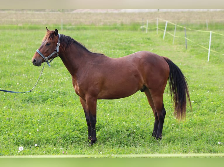 American Quarter Horse Castrone 2 Anni 160 cm Baio in Wichtrach