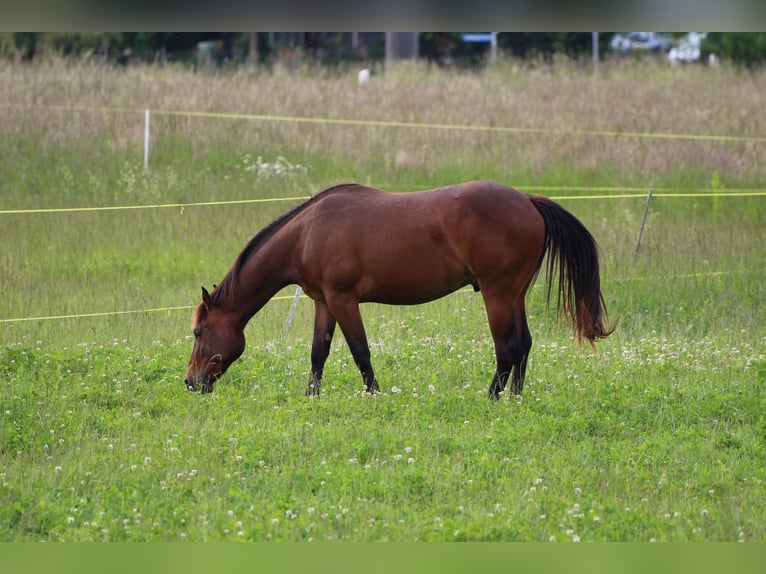 American Quarter Horse Castrone 2 Anni 160 cm Baio in Wichtrach