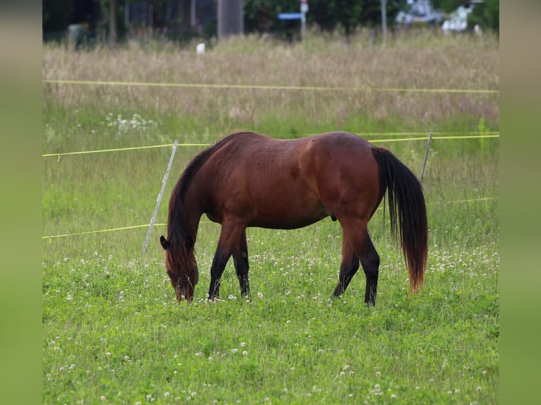 American Quarter Horse Castrone 2 Anni 160 cm Baio in Wichtrach