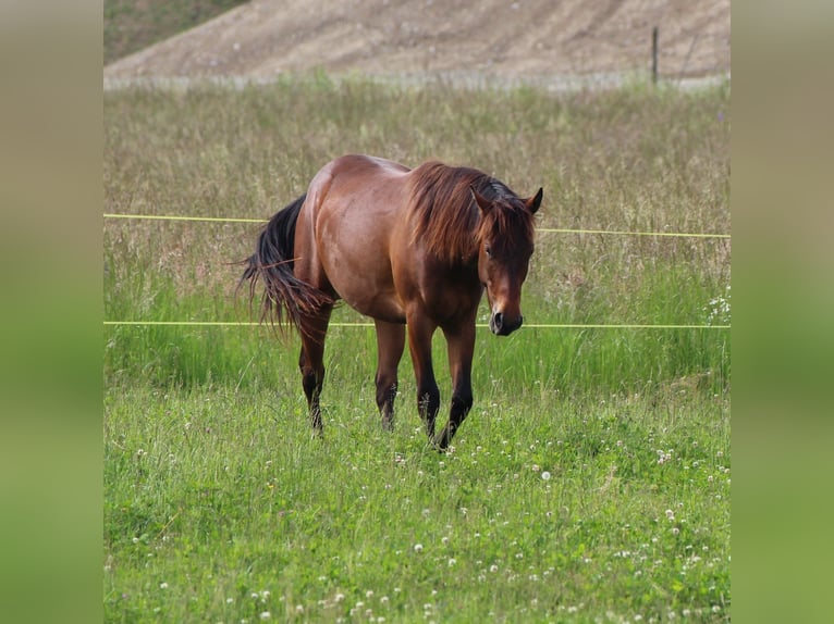 American Quarter Horse Castrone 2 Anni 160 cm Baio in Wichtrach