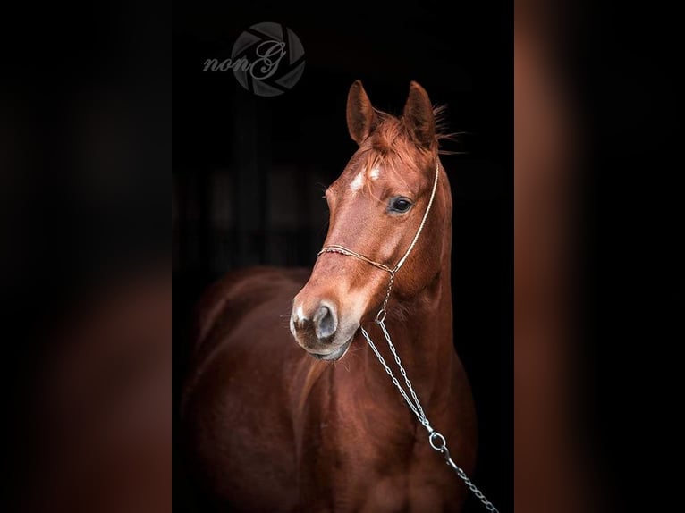 American Quarter Horse Castrone 2 Anni 160 cm in Większyce