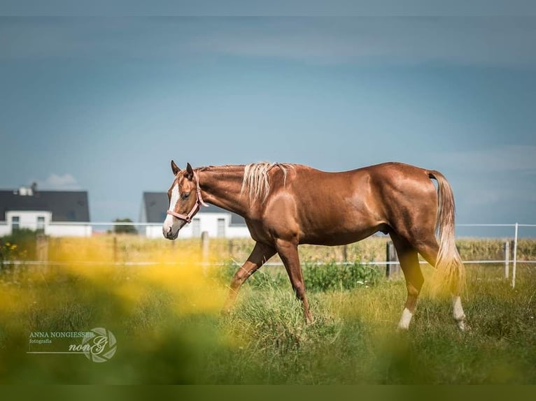 American Quarter Horse Castrone 2 Anni 160 cm in Większyce