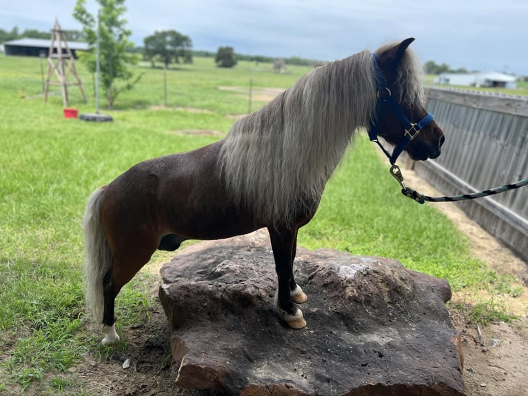 American Quarter Horse Castrone 2 Anni 91 cm Roano rosso in Fairfield TX