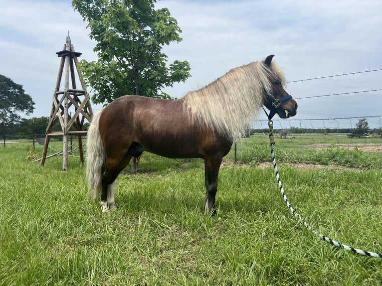 American Quarter Horse Castrone 2 Anni 91 cm Roano rosso in Fairfield TX