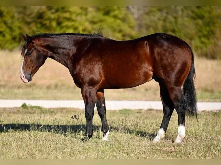 American Quarter Horse Castrone 2 Anni Baio ciliegia in Waco