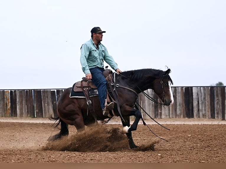 American Quarter Horse Castrone 2 Anni Baio ciliegia in Waco