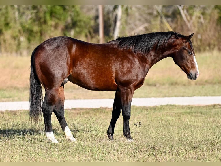 American Quarter Horse Castrone 2 Anni Baio ciliegia in Waco