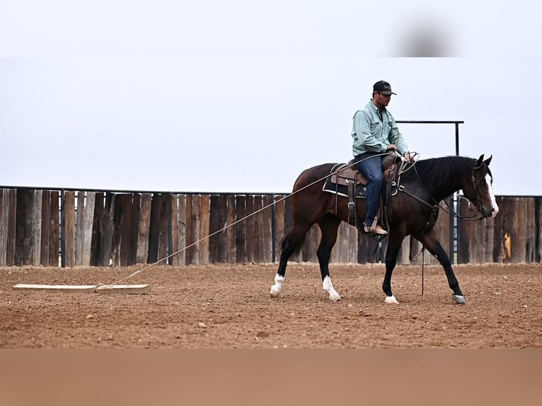 American Quarter Horse Castrone 2 Anni Baio ciliegia in Waco