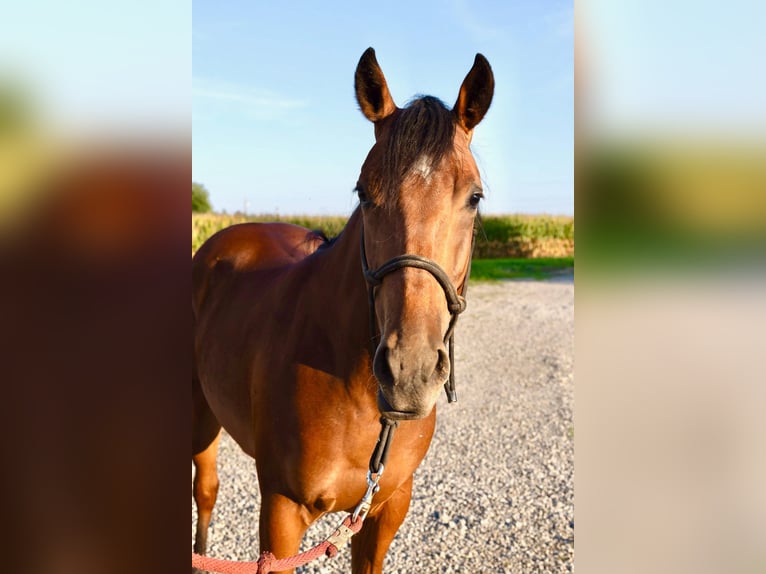 American Quarter Horse Castrone 2 Anni Baio ciliegia in West Mansfield