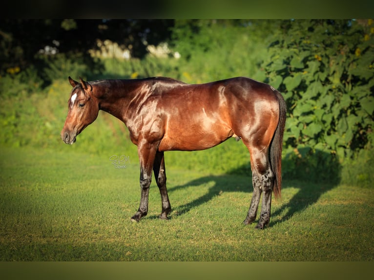 American Quarter Horse Castrone 2 Anni Baio ciliegia in Stephenville