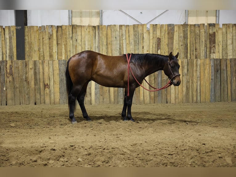 American Quarter Horse Castrone 2 Anni Baio in Corsica