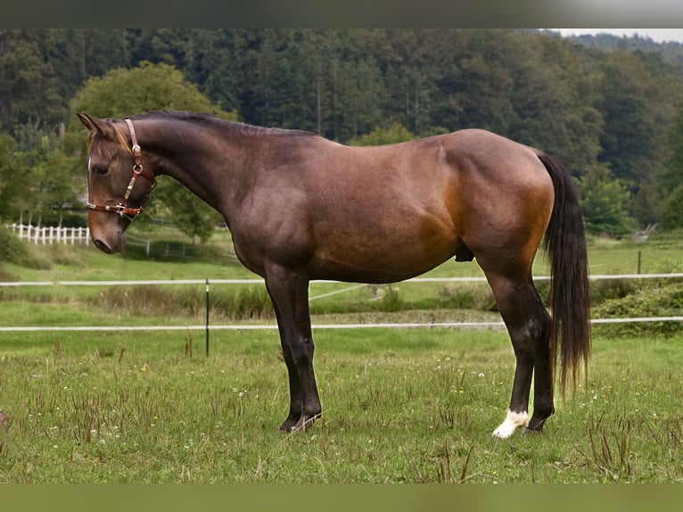 American Quarter Horse Castrone 2 Anni Baio in Erbach