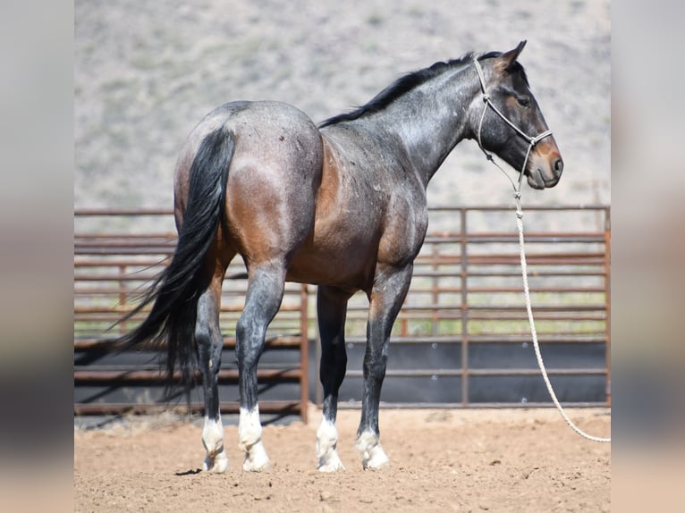 American Quarter Horse Castrone 2 Anni Baio roano in Congress