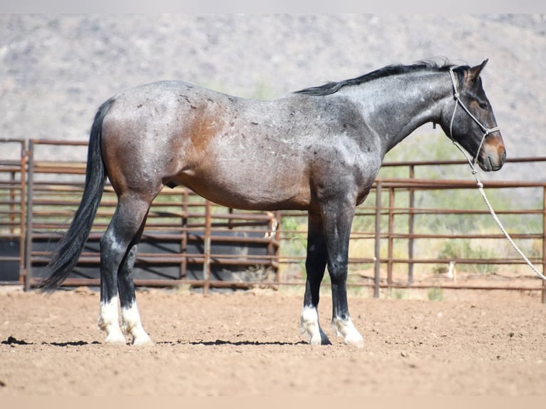 American Quarter Horse Castrone 2 Anni Baio roano in Congress