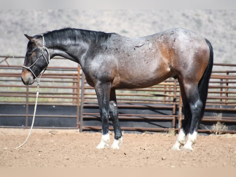 American Quarter Horse Castrone 2 Anni Baio roano in Congress
