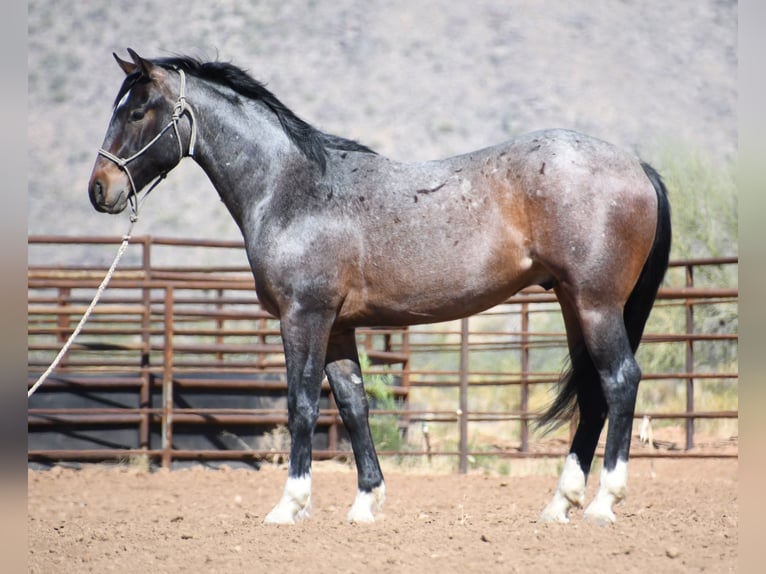 American Quarter Horse Castrone 2 Anni Baio roano in Congress