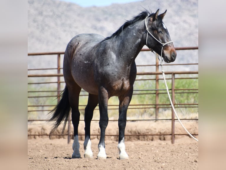 American Quarter Horse Castrone 2 Anni Baio roano in Congress