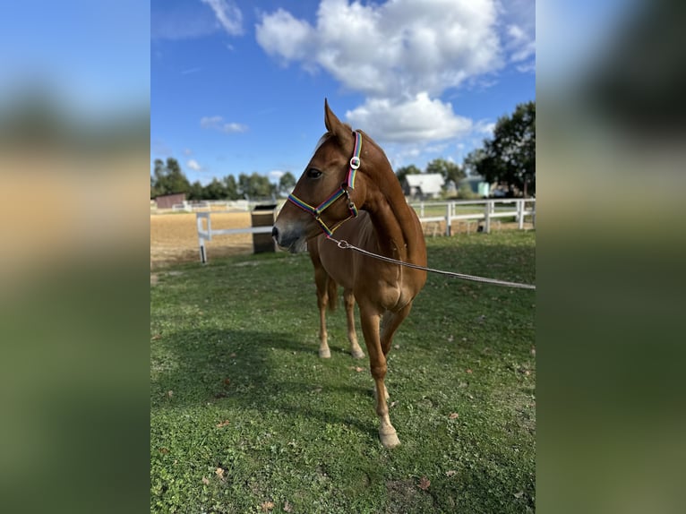 American Quarter Horse Castrone 2 Anni in Rzezawa