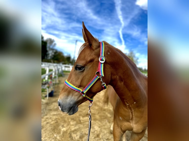 American Quarter Horse Castrone 2 Anni in Rzezawa