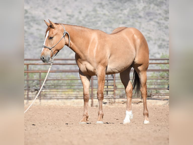 American Quarter Horse Castrone 2 Anni Falbo in Congress