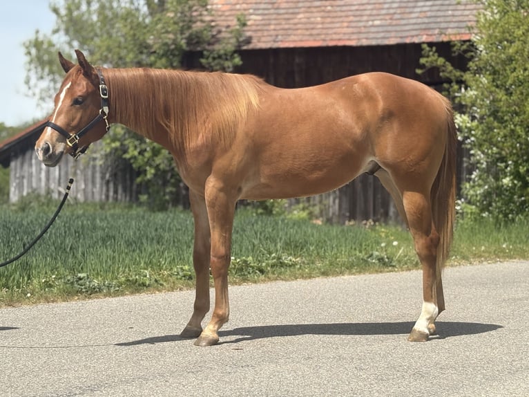 American Quarter Horse Castrone 2 Anni  in Memmingen