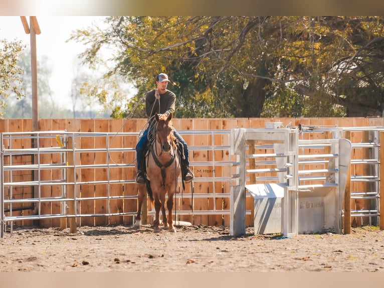 American Quarter Horse Castrone 2 Anni Roano rosso in Saint Anthony