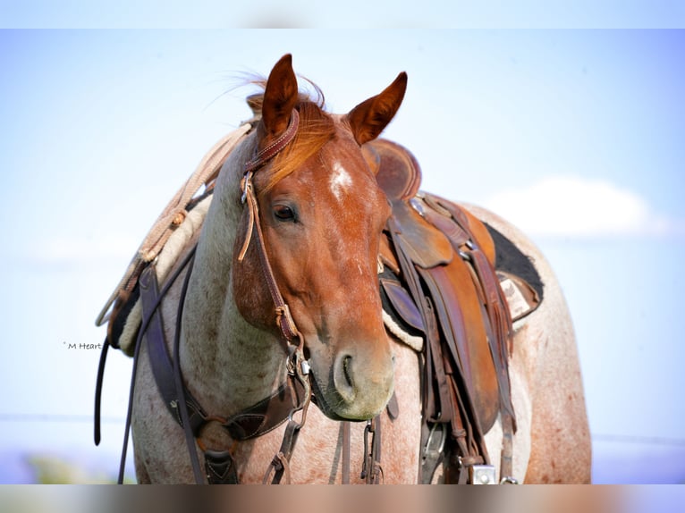 American Quarter Horse Castrone 2 Anni Roano rosso in Saint Anthony