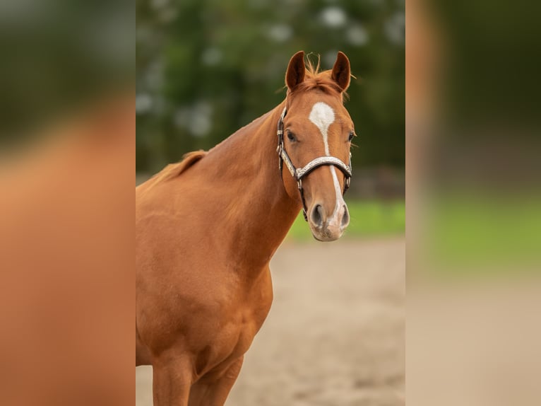 American Quarter Horse Castrone 2 Anni Sauro ciliegia in Baal