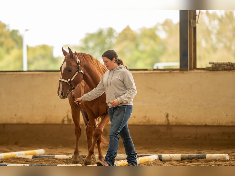 American Quarter Horse Castrone 2 Anni Sauro ciliegia in Baal